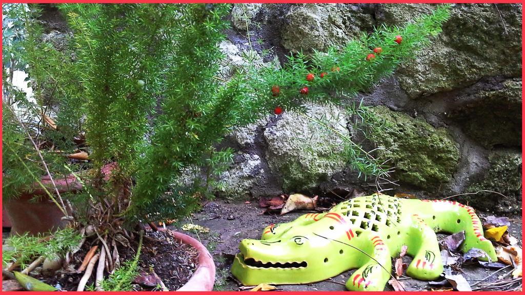 B&B La Salamandra Kitchengarden Forio di Ischia Εξωτερικό φωτογραφία